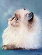 himalayan cat in oil on canvas