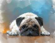 Pug Dog Portrait